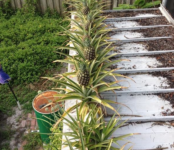 Growing pineapples in 4″ main drain pipe